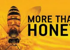More than honey (Foto: Franziska Vogt)