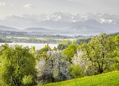 Blühende Obstbäume Seetal (Foto: Luzern Tourismus) Blühende Obstbäume Seetal (Foto: Luzern Tourismus)